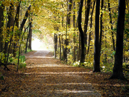 Effingham Trec Trail